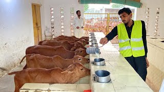 Sahiwal Calves Government Jehangirabad Sahiwal Cattle Farm Part 23 ll Calf Rearing cow dairyfarm [upl. by Ert854]