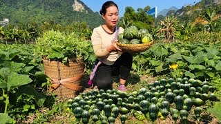 Harvesting Young Squash to Sell at Market and How to Make Delicious Steamed Squash  Trieu Mai Huong [upl. by Ahsenroc813]