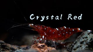 Crystal Red  Caridina marlenae 红水晶 [upl. by Burty389]