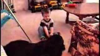 Sam the Newfoundland Puppy plays tug of war with toddler [upl. by Auqinot]