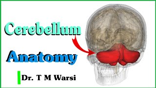 Cerebellum Anatomy l Brain l Neuroanatomy [upl. by Valonia]