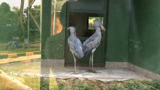 Shoebill storks sounds  Dinosaur birds clutter gunfire sound [upl. by Vel973]