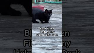 Black Kitten Finds A Tiny Hole In The Deck shorts shortsfeed kitten kitty catlover blackcat [upl. by Emalee]