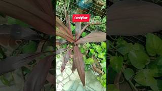 Cordyline or Tplant care amp Propagation cordyline tplant [upl. by Pasahow334]