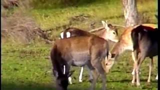 Deer hunting head and neck shots  2 New Zealand Fallow deer [upl. by Tessi664]