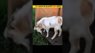 Goat Faints When It Hears Loud Noise  shorts himaxbhai facts [upl. by Ytinav]