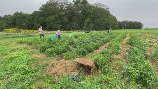 Farm fresh for free to help the hungry in Damariscotta [upl. by Htebsil]