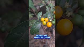 Solanum dhipyllum solanum fruit shorts gardening [upl. by Jadwiga217]