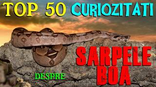 TOP 50 CURIOZITATI DESPRE SARPELE BOA [upl. by Gathers]