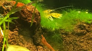 Treating For Planaria in my cherry shrimp tank with Fenbendazole [upl. by Emmy]