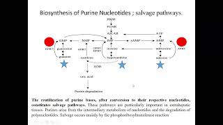 Biyokimyanın temelleri Pürin Metabolizması Salvage Pathway LeschNyhan sendromu [upl. by Aynas]