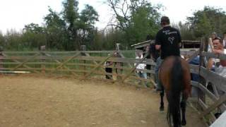 équitation haute école yeux bandés chevaux [upl. by Eiffe327]