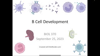 Immunology Fall 2023 Lecture 11 B Cell Development [upl. by Low]