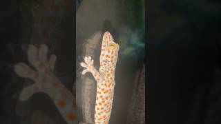 Tokay Gecko 🦎 [upl. by Faux536]