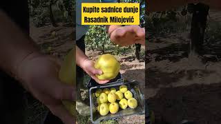 Sadnice dunje prodaja i saveti Rasadnik Milojević dunja fruit hemus rasadnik sadnice [upl. by Pembrook]