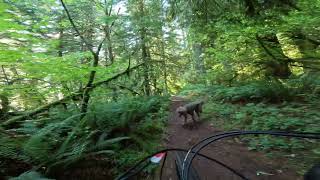 Mtn biking Silver Falls Catamount trail with Daniel amp poodles 4K [upl. by Larimor]