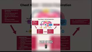 Unlocking 32 ATP The Power of the Electron Transport Chain [upl. by Dudden]