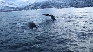 Humpback whales roaming the fjords of Skjervøy Norway [upl. by Prima256]