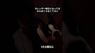 日めくりカレンダー犬失敗 [upl. by Brose857]