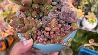 Pachyphytum Compactum and Chiseled Stones differences [upl. by Trista]