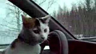 cat driving a car [upl. by Baynebridge]