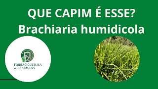 QUE CAPIM É ESSE Brachiaria humidicola [upl. by Aneem]