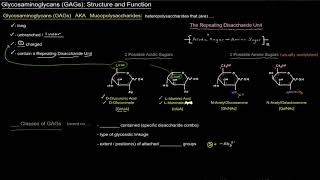 Glycosaminoglycans GAGs Structure and Function  Intro free sample [upl. by Ymmat]