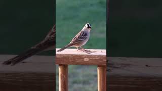 Whitecrowned Sparrow Greeting birds wildlife nature texasoutdoors [upl. by Emmaline]