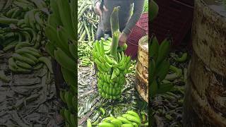 Banana 🍌 Cutting and packing part 175 [upl. by Irwin]