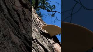 Strange Mushroom Growing on a Tree Looks Like a Helicopter Landing Pad [upl. by Omrellug]