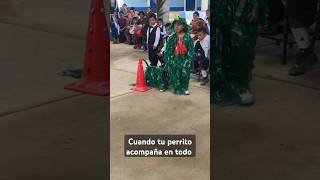 Los chuchos se llevan el show paratii humor guatemala [upl. by Sarad]