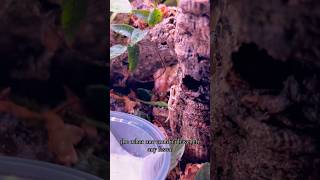 MOURNING GECKO VIVARIUM reptile plants terrarium vivarium gecko lizard pets [upl. by Nowyt]