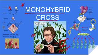 Heredity 3 Monohybrid Cross viralvideo class10science heredityandevolutionclass10 [upl. by Napoleon]