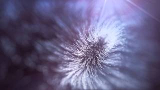 Trapcode Particular 2 Experiments  03  Dandelion [upl. by Evot]