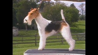 Fox Terrier Wire  AKC Dog breed series [upl. by Airalednac906]