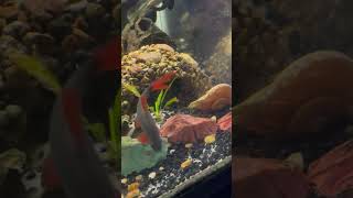 Julidochromis Transcriptus fish breeding in planted community aquarium  baby fish fry [upl. by Llesirg]