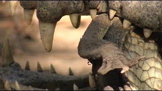 Crocodile Eats Crocodile 01 Footage [upl. by Jesus]