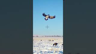 CLOSE decoying geese Tyler puts the hammer down waterfowl geese [upl. by Tiffany92]