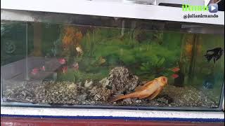 aquarium tank Glow Fish ku di siang hari outdoor luar ruangan di teras glofish [upl. by Aineles868]