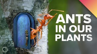 Weve Got Ants In Our Plants [upl. by Koeninger]