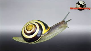 Mollusks Part 1  The Happy Evolutionary Journey of Gastropoda  Evolution Story [upl. by Buhler]