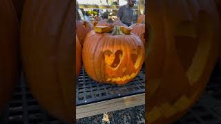 Pumpkin patch 🎃Anihayoutubeshorts shorts youtube usa pumpkin cravings usateluguvlogs [upl. by Prissy]