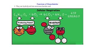 Disaccharides [upl. by Oker]