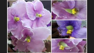 African Violet Saintpaulia cross pollination amp seed pods development experiment [upl. by Turoff]