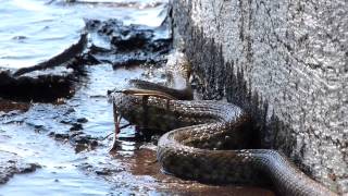 Schlange am Gardasee Italien  2024  Natrix Tesselata [upl. by Marozik]