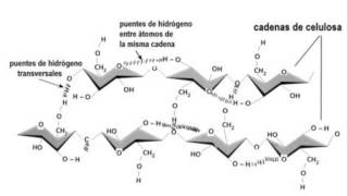 Biología  Polisacáridos  Polisacáridos estructurales [upl. by Imoyn834]