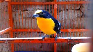 CHOCO YELLOWTHROATED EUPHONIA [upl. by Marcia]