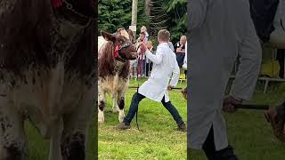 Beef Shorthorns  Clogher Valley Ag Show [upl. by Eimareg493]