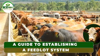 HOW TO EARN MILLIONS IN FEEDLOT SYSTEM Beef Farming Guide [upl. by Dalston]