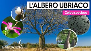 Ceiba speciosa lalbero ubriaco 😏 [upl. by Peedsaj]